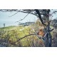 Pilarka Akumulatorowa Husqvarna T542i XP® G